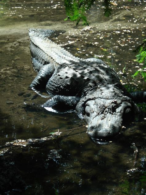 An <strong>alligator</strong>, or colloquially gator, is a large reptile in the Crocodilia order in the genus <strong>Alligator</strong> of the family Alligatoridae. . Alligator esorts